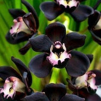 Orchidea nera
