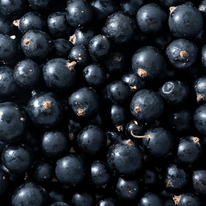 Ribes nero