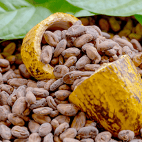 Cacao