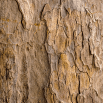 Legno di abete
