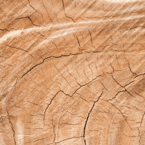 Legno di guaiaco