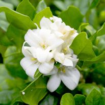 Gardenia