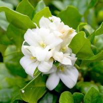 Petali di Gelsomino