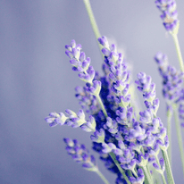 Lavanda