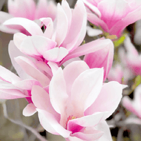 Magnolia