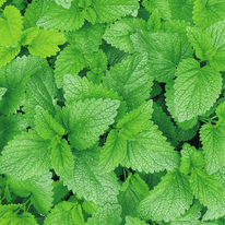 Menta