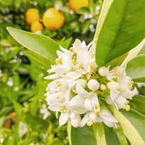 Fiore d'arancio