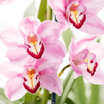 Orchidea