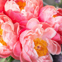 Peonia