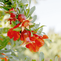 Fiore di vaniglia