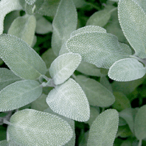 Salvia