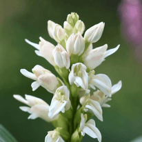 Tuberosa