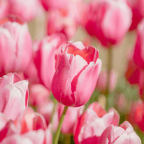 Tulipano