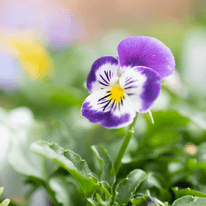 Foglie di violetta