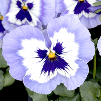 Violetta