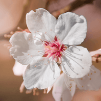 Fiori di mandorlo